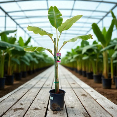 Potted banana plant in a greenhouse setting